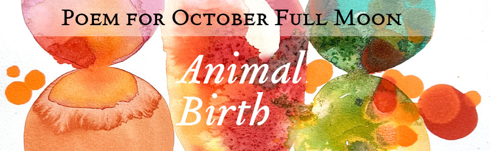 Animal Birth